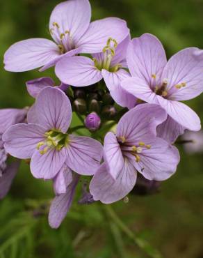 Fotografia 13 da espécie Cardamine pratensis subesp. pratensis no Jardim Botânico UTAD