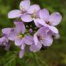 Fotografia 13 da espécie Cardamine pratensis subesp. pratensis do Jardim Botânico UTAD