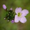 Fotografia 14 da espécie Cardamine pratensis subesp. pratensis do Jardim Botânico UTAD