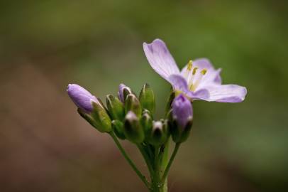 Fotografia da espécie Cardamine pratensis subesp. pratensis