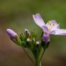 Fotografia 16 da espécie Cardamine pratensis subesp. pratensis do Jardim Botânico UTAD