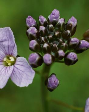 Fotografia 1 da espécie Cardamine pratensis subesp. pratensis no Jardim Botânico UTAD