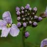 Fotografia 1 da espécie Cardamine pratensis subesp. pratensis do Jardim Botânico UTAD