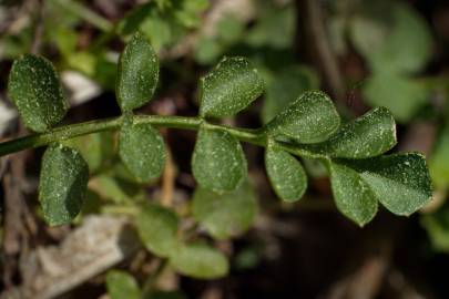 Fotografia da espécie Cardamine pratensis subesp. pratensis