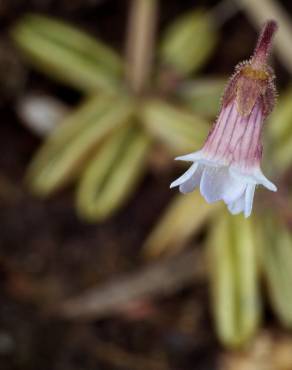 Fotografia 7 da espécie Pinguicula lusitanica no Jardim Botânico UTAD