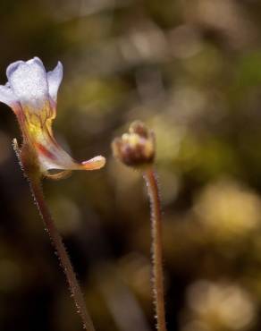 Fotografia 8 da espécie Pinguicula lusitanica no Jardim Botânico UTAD