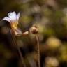 Fotografia 8 da espécie Pinguicula lusitanica do Jardim Botânico UTAD