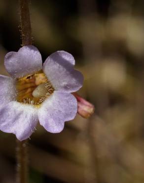 Fotografia 9 da espécie Pinguicula lusitanica no Jardim Botânico UTAD