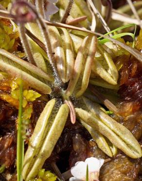 Fotografia 10 da espécie Pinguicula lusitanica no Jardim Botânico UTAD