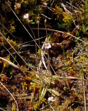 Fotografia 11 da espécie Pinguicula lusitanica no Jardim Botânico UTAD