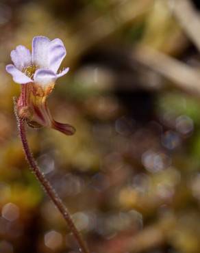 Fotografia 12 da espécie Pinguicula lusitanica no Jardim Botânico UTAD