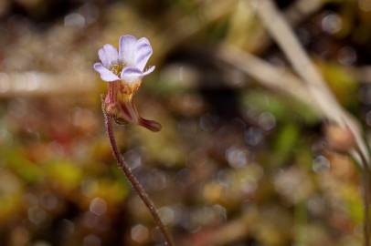 Fotografia da espécie Pinguicula lusitanica