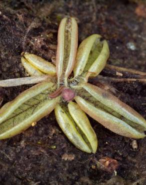 Fotografia 15 da espécie Pinguicula lusitanica no Jardim Botânico UTAD