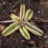 Fotografia 15 da espécie Pinguicula lusitanica do Jardim Botânico UTAD