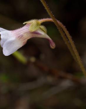 Fotografia 16 da espécie Pinguicula lusitanica no Jardim Botânico UTAD