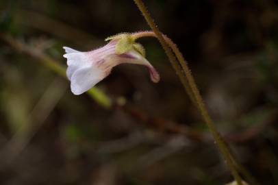 Fotografia da espécie Pinguicula lusitanica