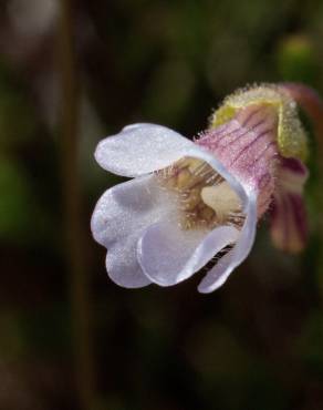 Fotografia 17 da espécie Pinguicula lusitanica no Jardim Botânico UTAD