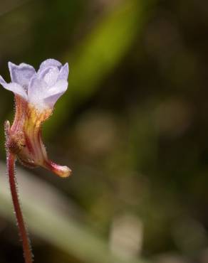 Fotografia 18 da espécie Pinguicula lusitanica no Jardim Botânico UTAD