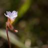 Fotografia 18 da espécie Pinguicula lusitanica do Jardim Botânico UTAD