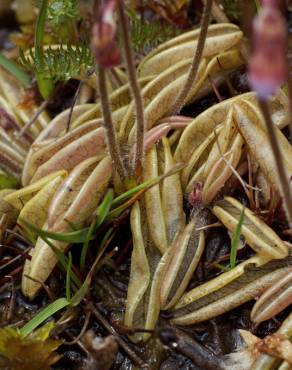 Fotografia 19 da espécie Pinguicula lusitanica no Jardim Botânico UTAD