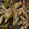 Fotografia 19 da espécie Pinguicula lusitanica do Jardim Botânico UTAD