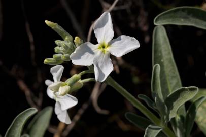 Fotografia da espécie Matthiola incana subesp. incana