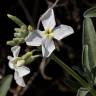 Fotografia 6 da espécie Matthiola incana subesp. incana do Jardim Botânico UTAD