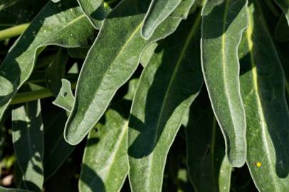 Fotografia da espécie Matthiola incana subesp. incana