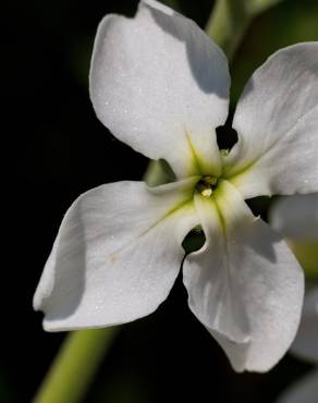 Fotografia 9 da espécie Matthiola incana subesp. incana no Jardim Botânico UTAD