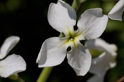 Fotografia da espécie Matthiola incana subesp. incana