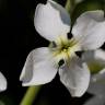 Fotografia 9 da espécie Matthiola incana subesp. incana do Jardim Botânico UTAD