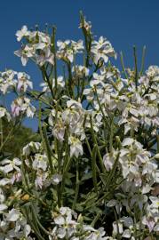 Fotografia da espécie Matthiola incana subesp. incana