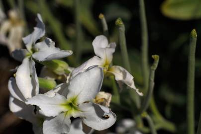 Fotografia da espécie Matthiola incana subesp. incana