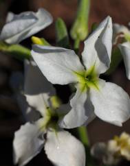 Matthiola incana subesp. incana