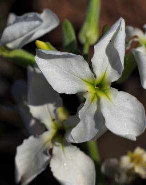 Fotografia 1 da espécie Matthiola incana subesp. incana no Jardim Botânico UTAD