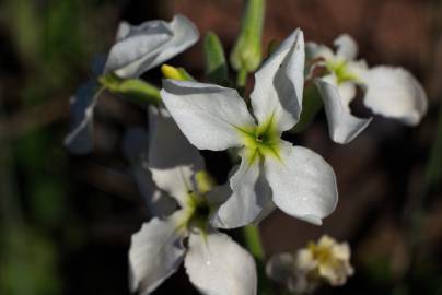 Fotografia da espécie Matthiola incana subesp. incana