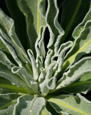 Fotografia 13 da espécie Matthiola incana subesp. incana no Jardim Botânico UTAD