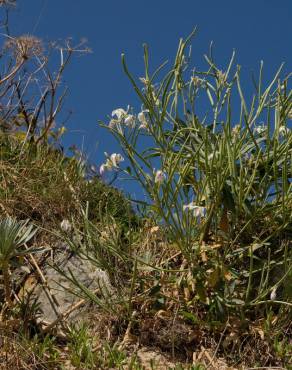 Fotografia 14 da espécie Matthiola incana subesp. incana no Jardim Botânico UTAD