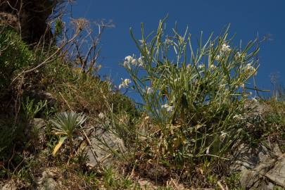 Fotografia da espécie Matthiola incana subesp. incana