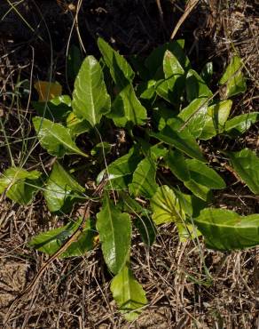 Fotografia 13 da espécie Beta maritima no Jardim Botânico UTAD