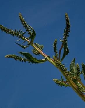 Fotografia 14 da espécie Beta maritima no Jardim Botânico UTAD