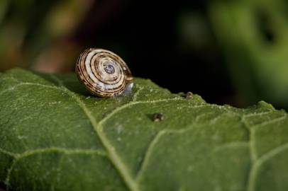 Fotografia da espécie Beta maritima