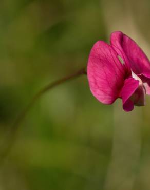 Fotografia 11 da espécie Lathyrus nissolia no Jardim Botânico UTAD