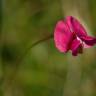 Fotografia 11 da espécie Lathyrus nissolia do Jardim Botânico UTAD