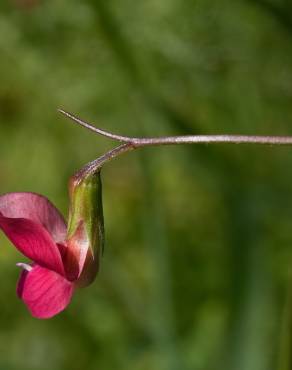 Fotografia 12 da espécie Lathyrus nissolia no Jardim Botânico UTAD