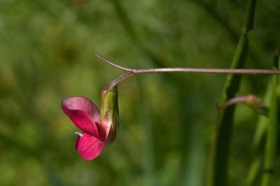 Fotografia da espécie Lathyrus nissolia