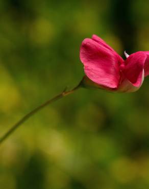 Fotografia 13 da espécie Lathyrus nissolia no Jardim Botânico UTAD