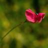 Fotografia 13 da espécie Lathyrus nissolia do Jardim Botânico UTAD