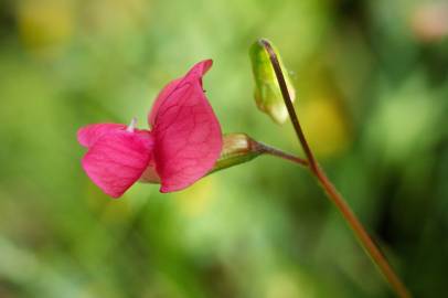 Fotografia da espécie Lathyrus nissolia