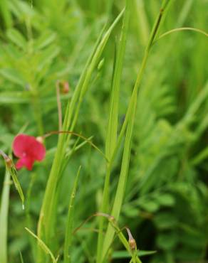 Fotografia 15 da espécie Lathyrus nissolia no Jardim Botânico UTAD